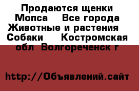 Продаются щенки Мопса. - Все города Животные и растения » Собаки   . Костромская обл.,Волгореченск г.